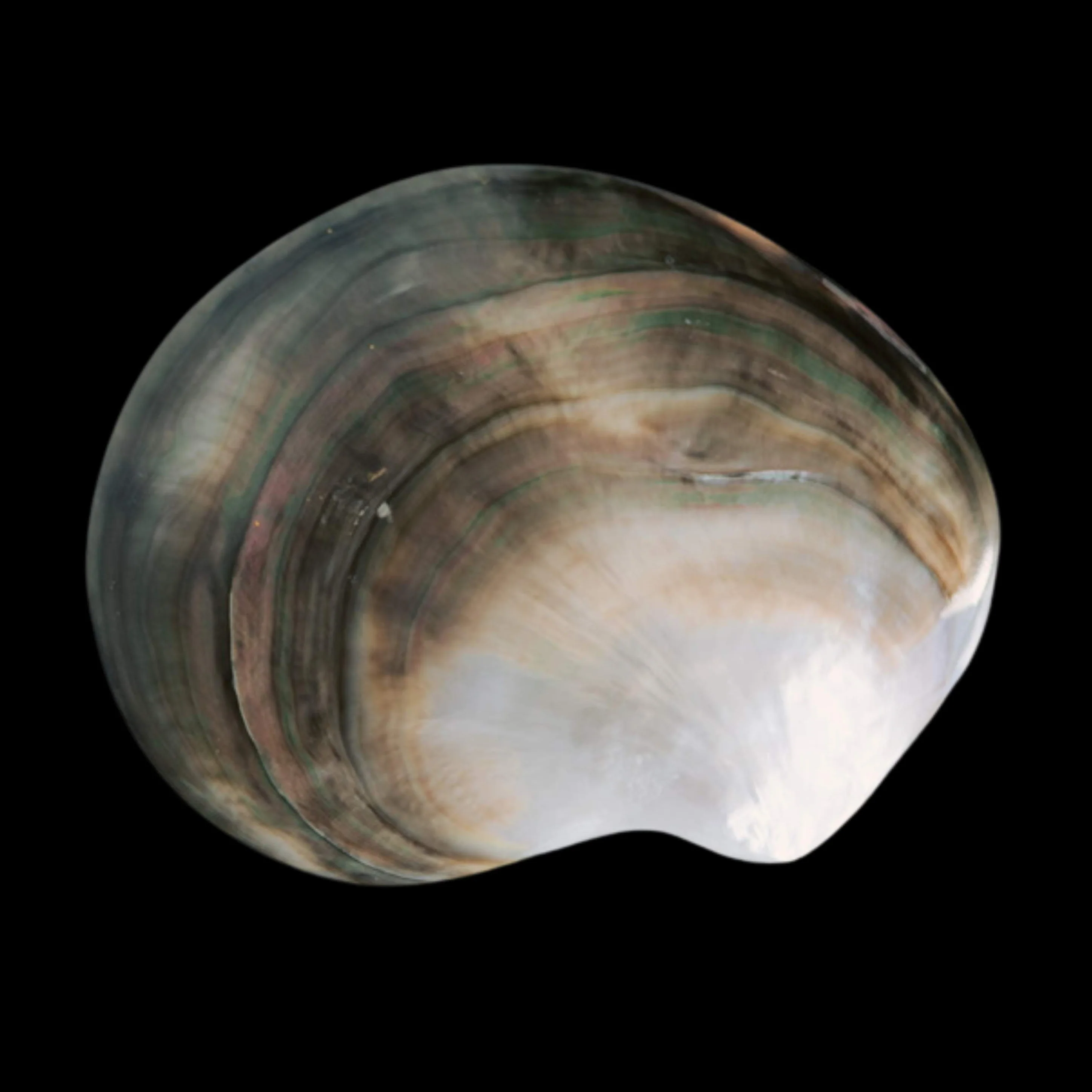 Black Mother of Pearl Caviar Plate and Spoon - Image 3